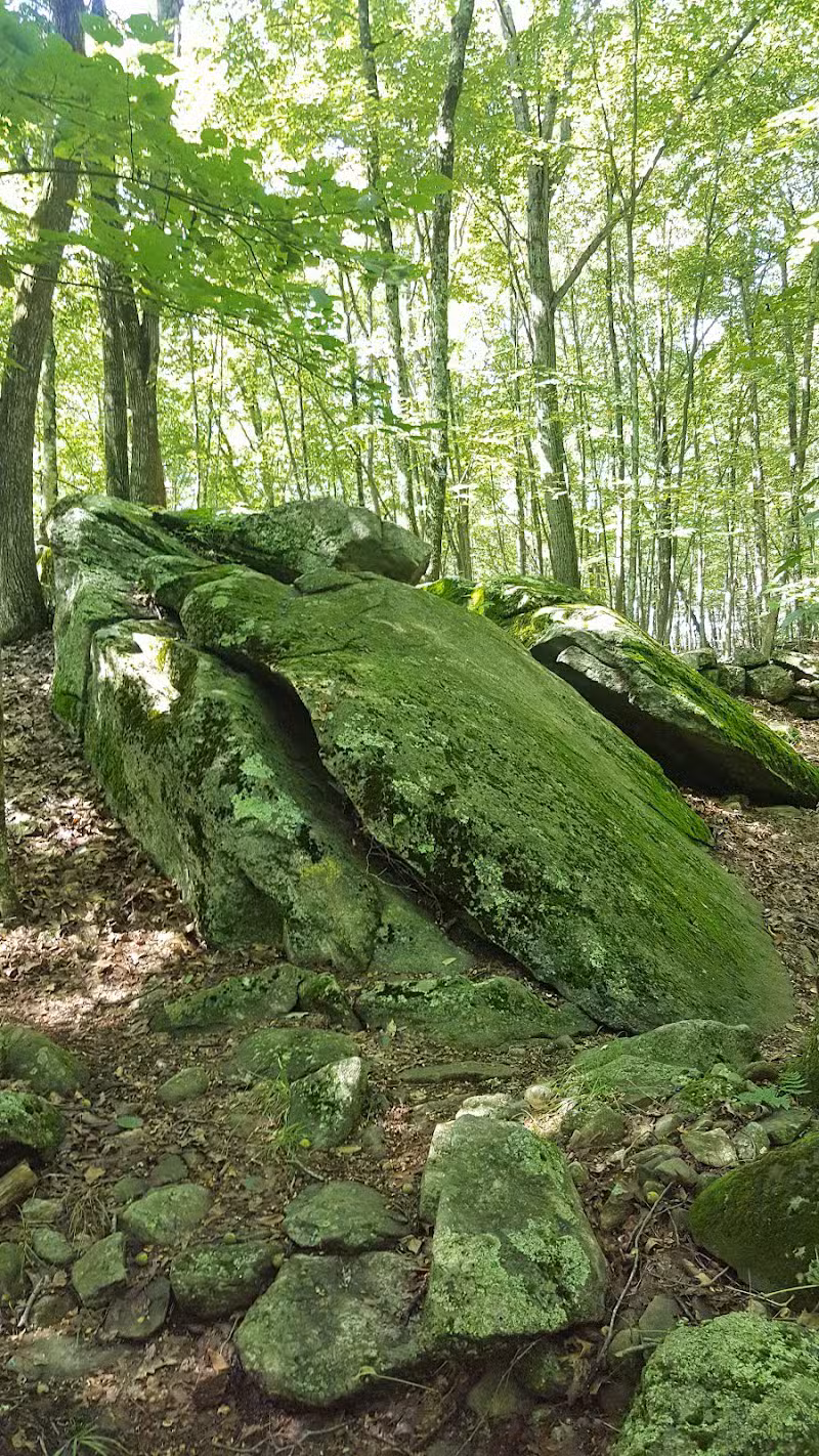 Whetten Woods Trail x Dog Lane - Storrs, CT