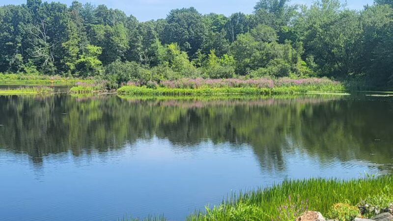 Eagleville Preserve - Storrs, CT
