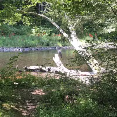 Merrow Meadow Park - Storrs, CT