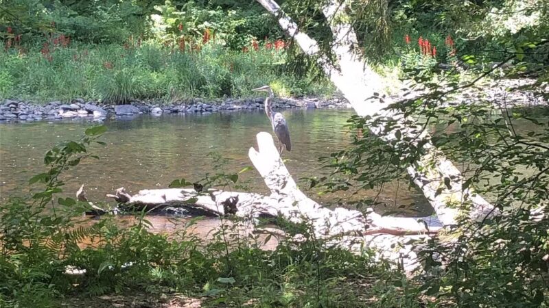 Merrow Meadow Park - Storrs, CT