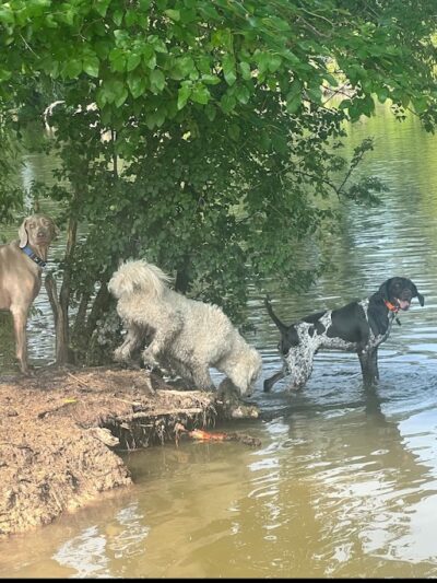 Viking dog park / dog beach - Stoughton, WI