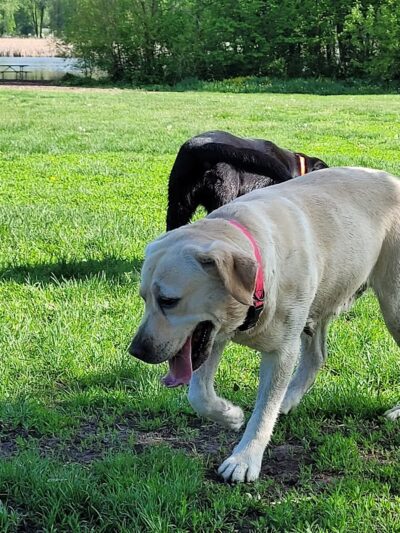 Viking dog park / dog beach - Stoughton, WI