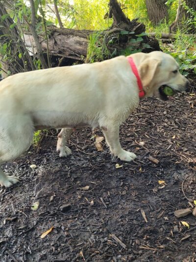 Viking dog park / dog beach - Stoughton, WI