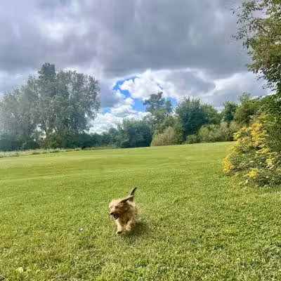 Viking dog park / dog beach - Stoughton, WI