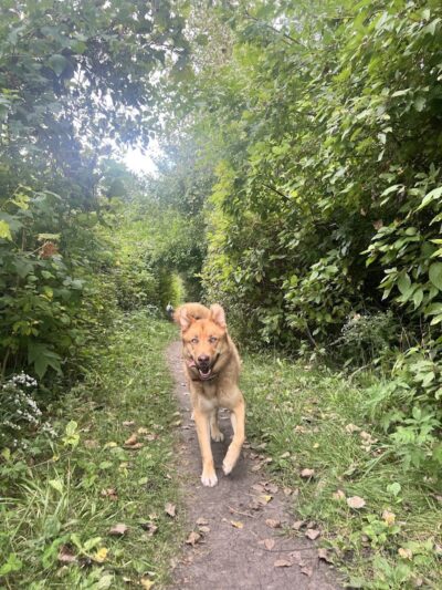 Viking dog park / dog beach - Stoughton, WI