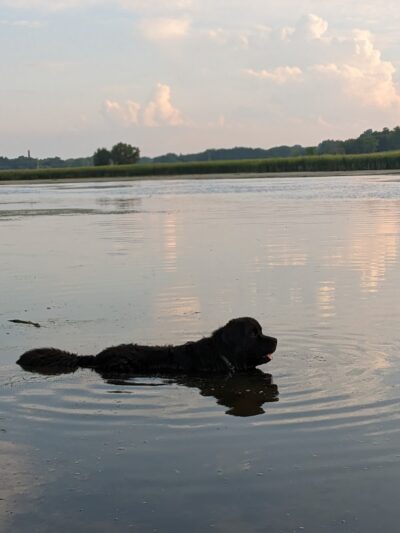 Viking dog park / dog beach - Stoughton, WI