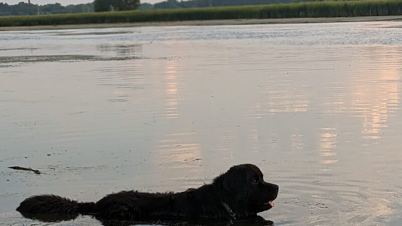 Viking dog park / dog beach - Stoughton, WI