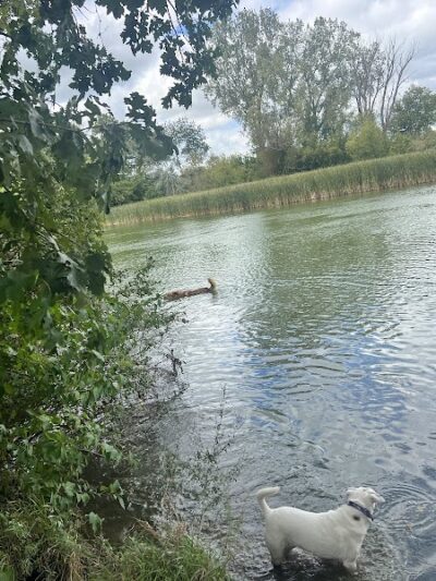 Viking dog park / dog beach - Stoughton, WI