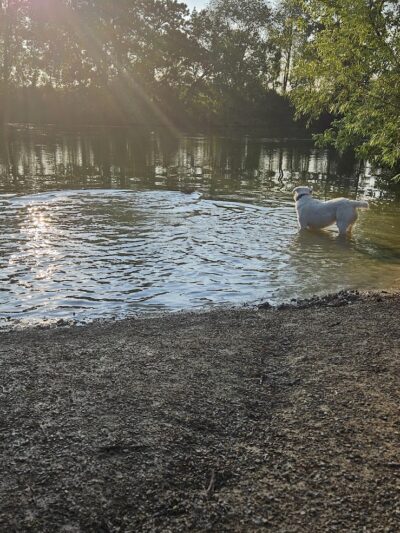 Viking dog park / dog beach - Stoughton, WI