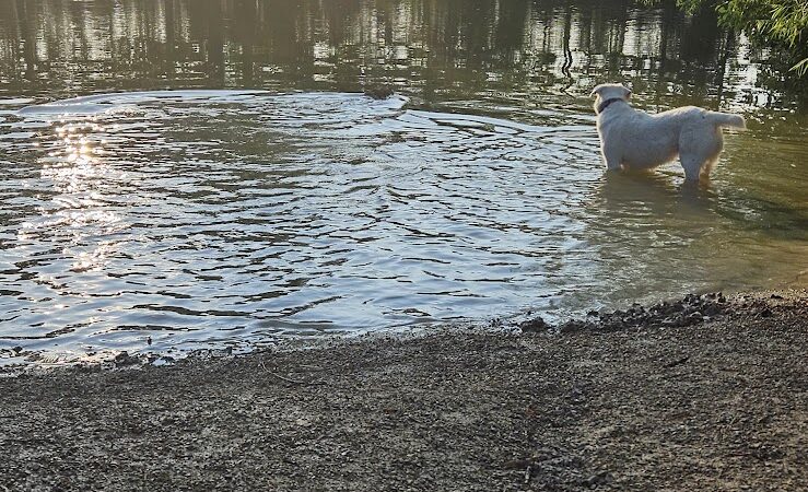 Viking dog park / dog beach - Stoughton, WI