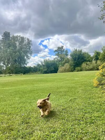 Viking dog park / dog beach - Stoughton, WI