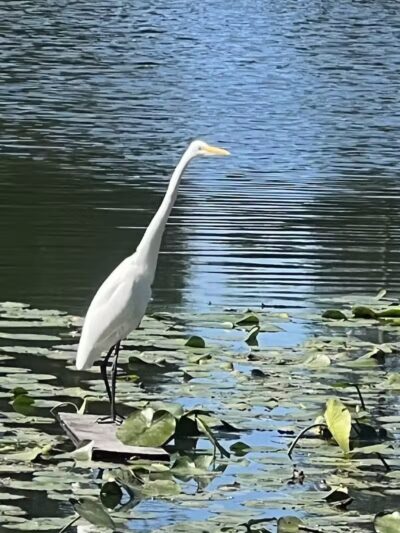 Longbrook Park - Stratford, CT