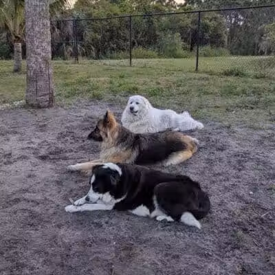 Haney Creek Dog Park - Stuart, FL