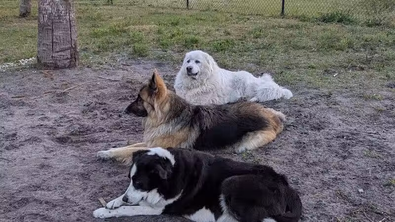 Haney Creek Dog Park - Stuart, FL