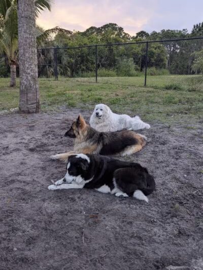 Haney Creek Dog Park - Stuart, FL