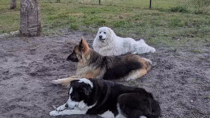 Haney Creek Dog Park - Stuart, FL