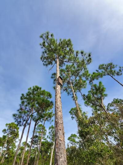 Haney Creek Dog Park - Stuart, FL