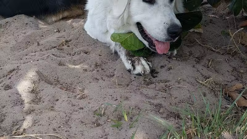 Haney Creek Dog Park - Stuart, FL