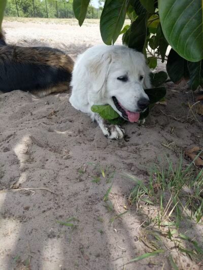 Haney Creek Dog Park - Stuart, FL