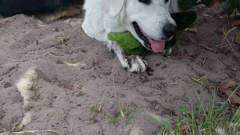 Haney Creek Dog Park - Stuart, FL