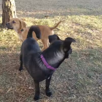 Poppleton Creek Dog Park - Stuart, FL
