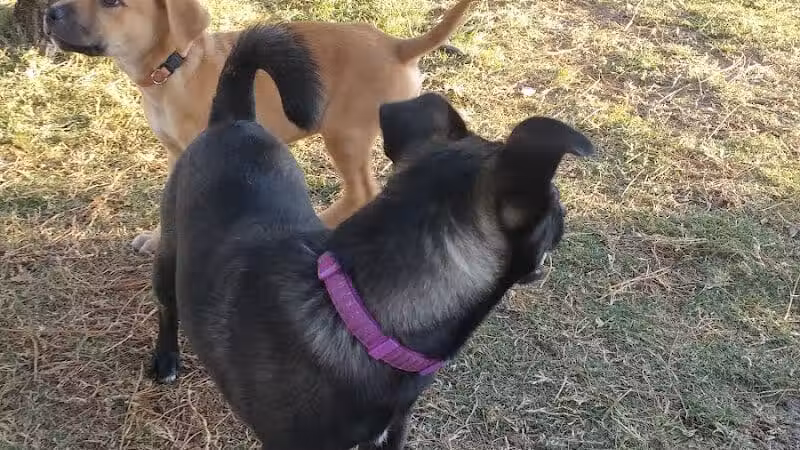 Poppleton Creek Dog Park - Stuart, FL
