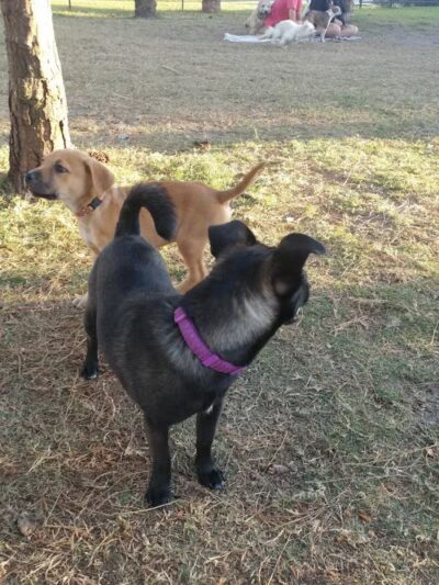 Poppleton Creek Dog Park - Stuart, FL