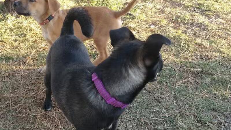 Poppleton Creek Dog Park - Stuart, FL