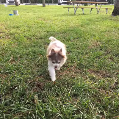 Poppleton Creek Dog Park - Stuart, FL