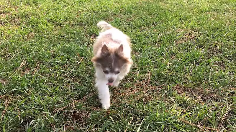 Poppleton Creek Dog Park - Stuart, FL