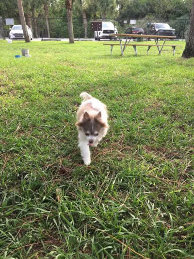 Poppleton Creek Dog Park - Stuart, FL