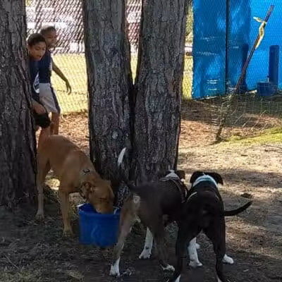 Poppleton Creek Dog Park - Stuart, FL