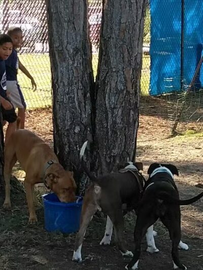 Poppleton Creek Dog Park - Stuart, FL