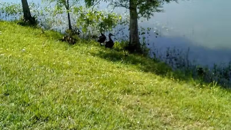 Poppleton Creek Dog Park - Stuart, FL