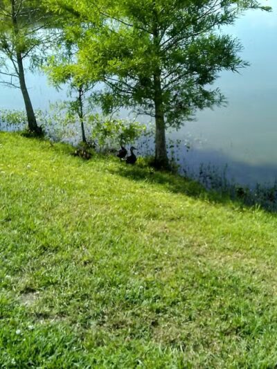 Poppleton Creek Dog Park - Stuart, FL