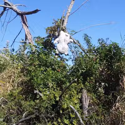 Poppleton Creek Dog Park - Stuart, FL