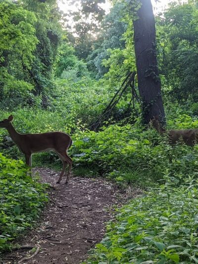 Black River Park Parking Lot - Succasunna, NJ