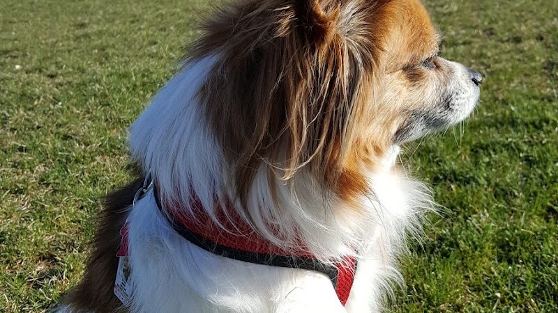 Stuart Sports Complex Dog Park - Sugar Grove, IL