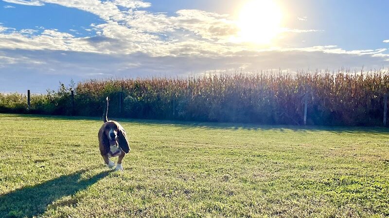 Stuart Sports Complex Dog Park - Sugar Grove, IL