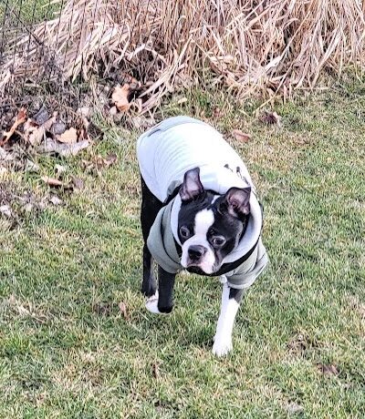Stuart Sports Complex Dog Park - Sugar Grove, IL