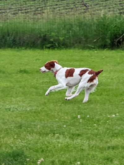 Woof Run Dog Park - Sugar Grove, IL