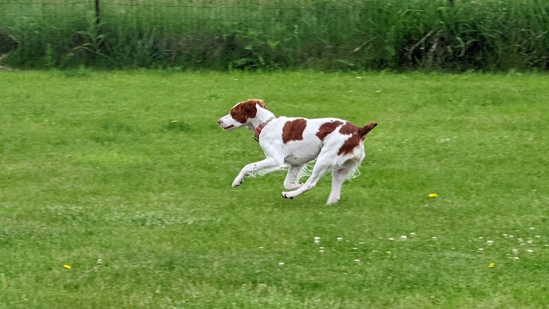 Woof Run Dog Park - Sugar Grove, IL