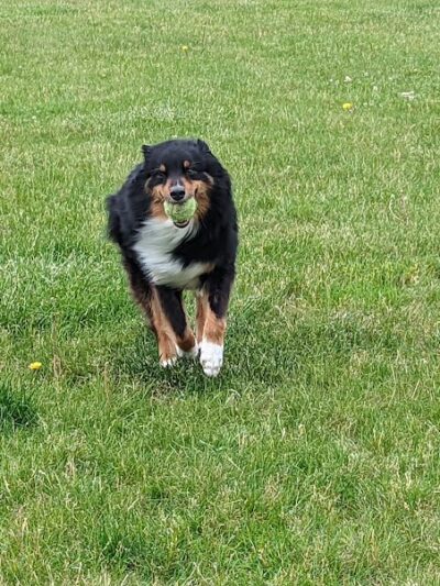 Woof Run Dog Park - Sugar Grove, IL