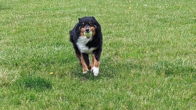 Woof Run Dog Park - Sugar Grove, IL