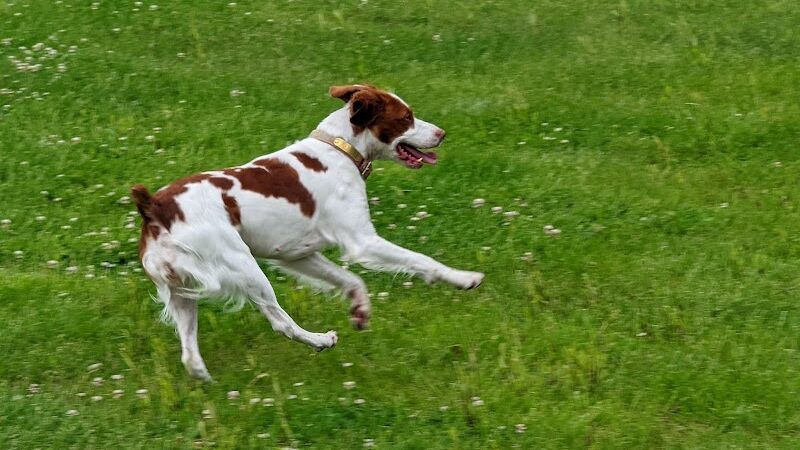 Woof Run Dog Park - Sugar Grove, IL