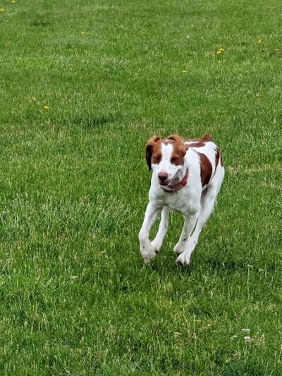 Woof Run Dog Park - Sugar Grove, IL