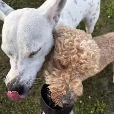 Stuart Sports Complex Dog Park - Sugar Grove, IL
