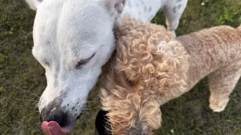 Stuart Sports Complex Dog Park - Sugar Grove, IL
