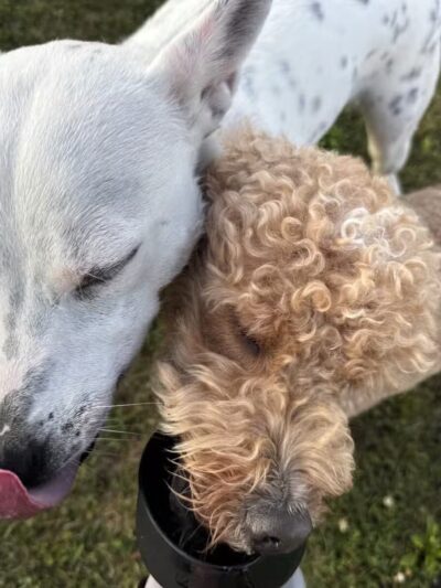 Stuart Sports Complex Dog Park - Sugar Grove, IL