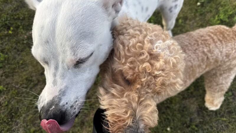 Stuart Sports Complex Dog Park - Sugar Grove, IL